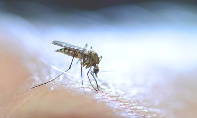 Ιός του Δυτικού Νείλου Υπό Έλεγχο η Κατάσταση Σύμφωνα με το Υπουργείο Υγείας M