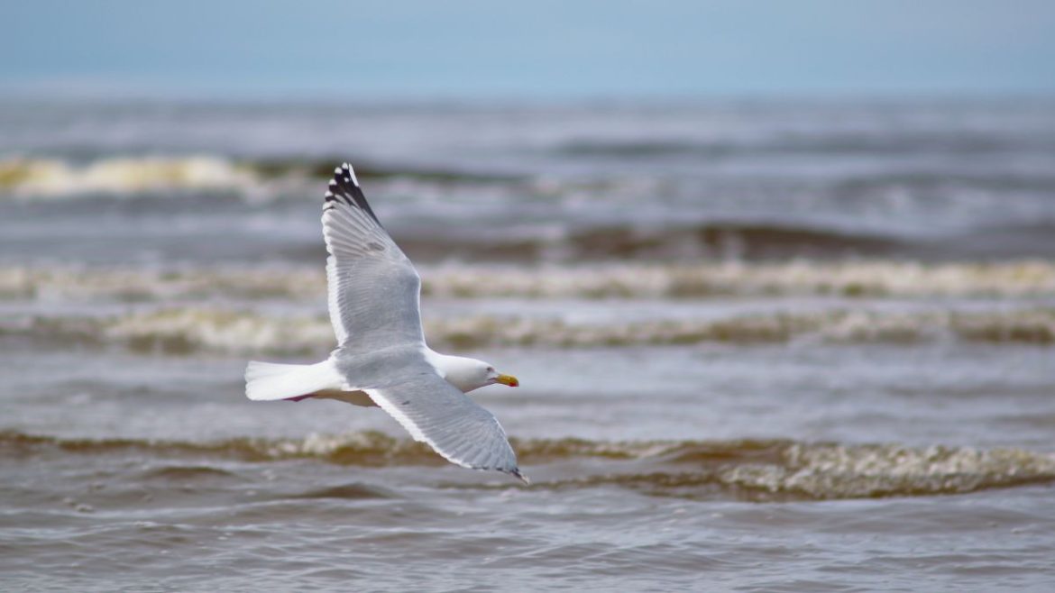 Γρίπης τωμ πτηνών